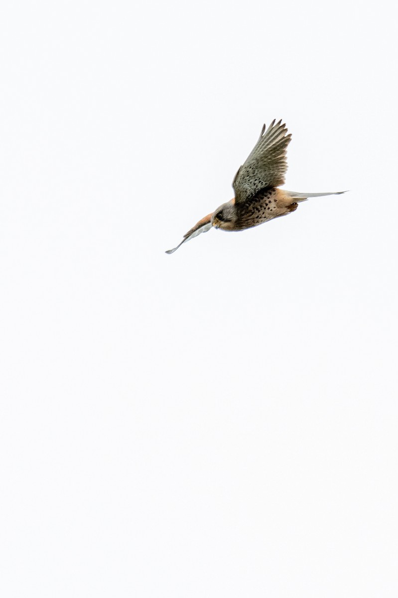 Eurasian Kestrel - ML461979961