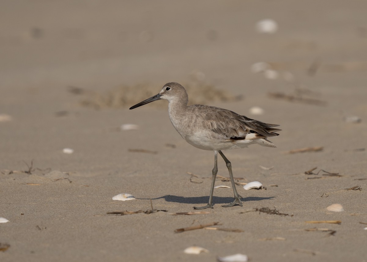 Willet (Western) - Sheila and Ed Bremer