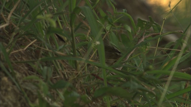 Yellow-faced Grassquit - ML461981