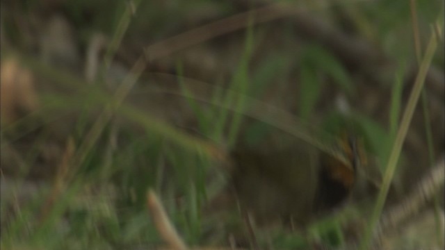 Yellow-faced Grassquit - ML461982