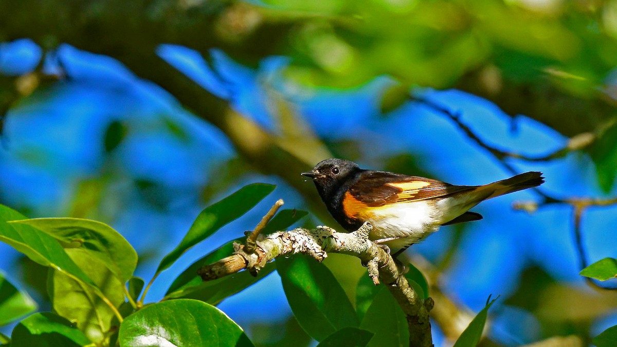 American Redstart - ML461982811