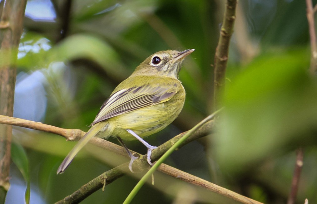 Eye-ringed Tody-Tyrant - ML461982901