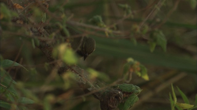 Yellow-faced Grassquit - ML461983