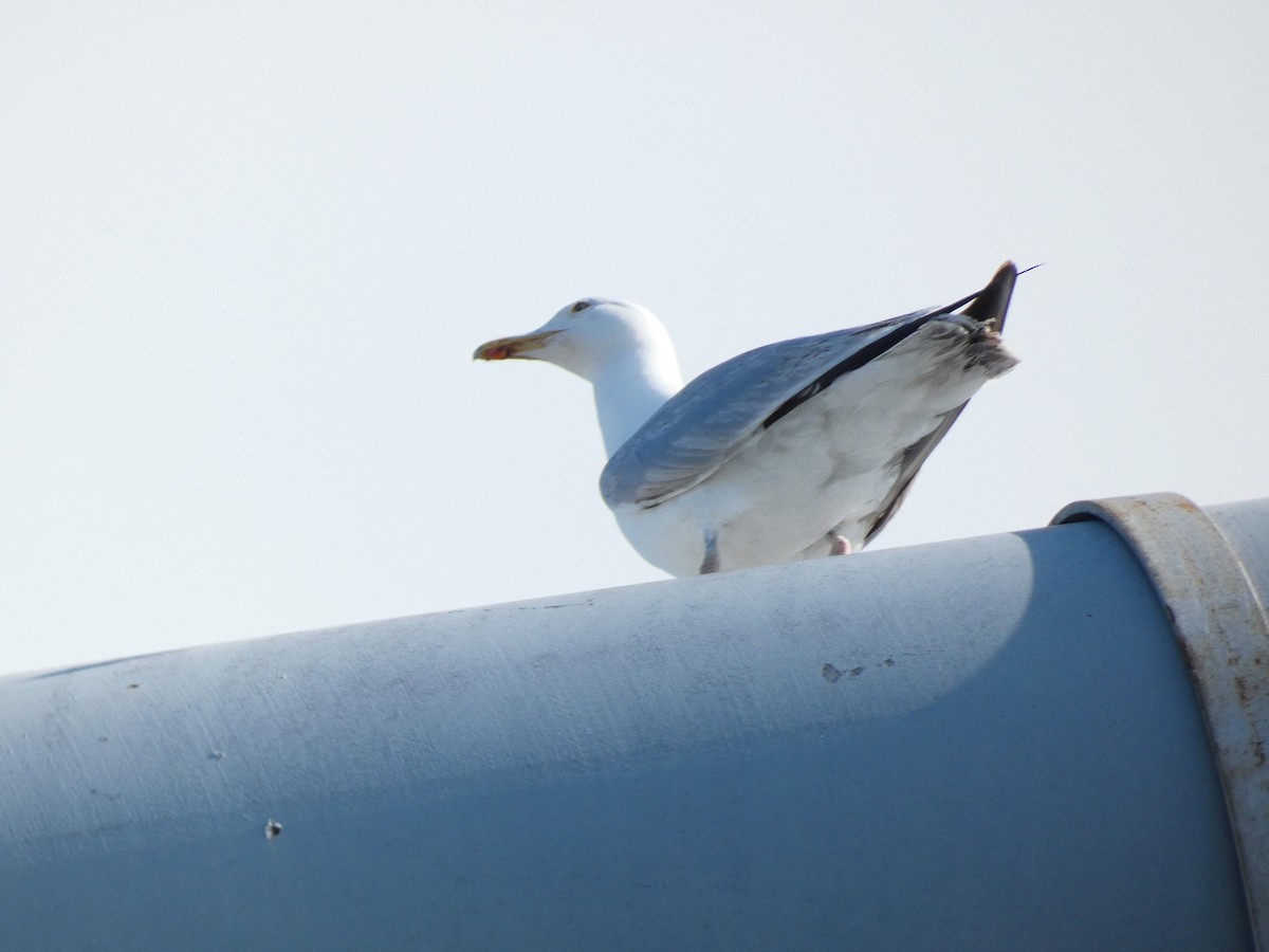 Herring Gull (European) - ML461983191