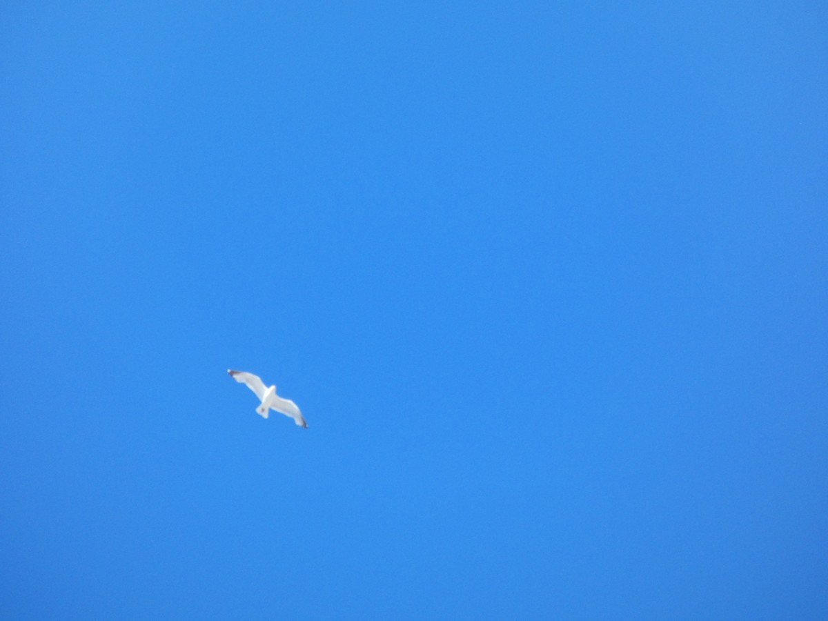 Herring Gull (European) - ML461983201