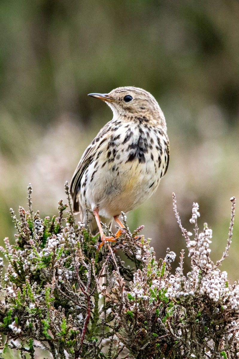 Meadow Pipit - ML461983641