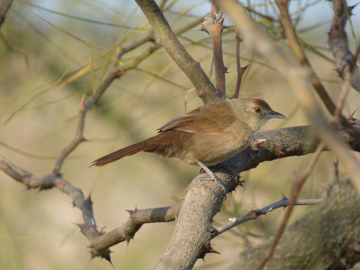 Freckle-breasted Thornbird - ML461984141