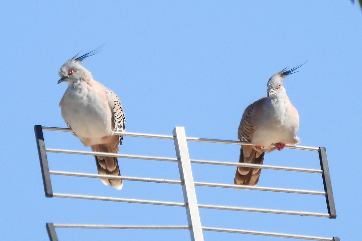 Crested Pigeon - ML461984261