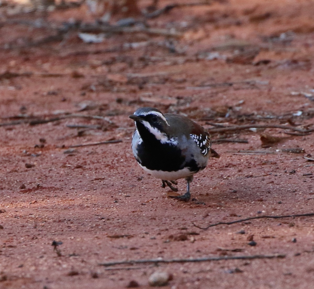 Chestnut Quail-thrush - Chris Chapman