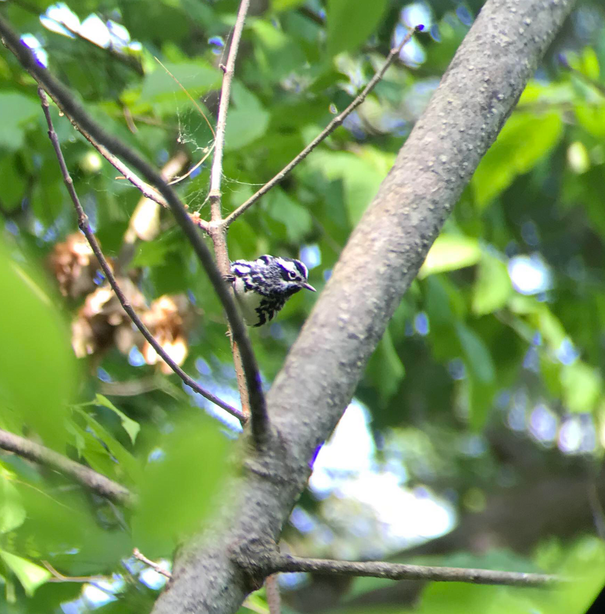 Black-and-white Warbler - Gil-Patrick Finn