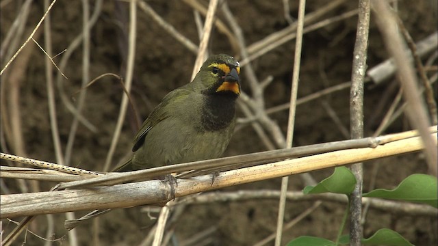 Yellow-faced Grassquit - ML461986