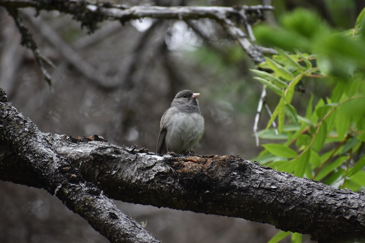 Dark-eyed Junco - Joanne Morrissey