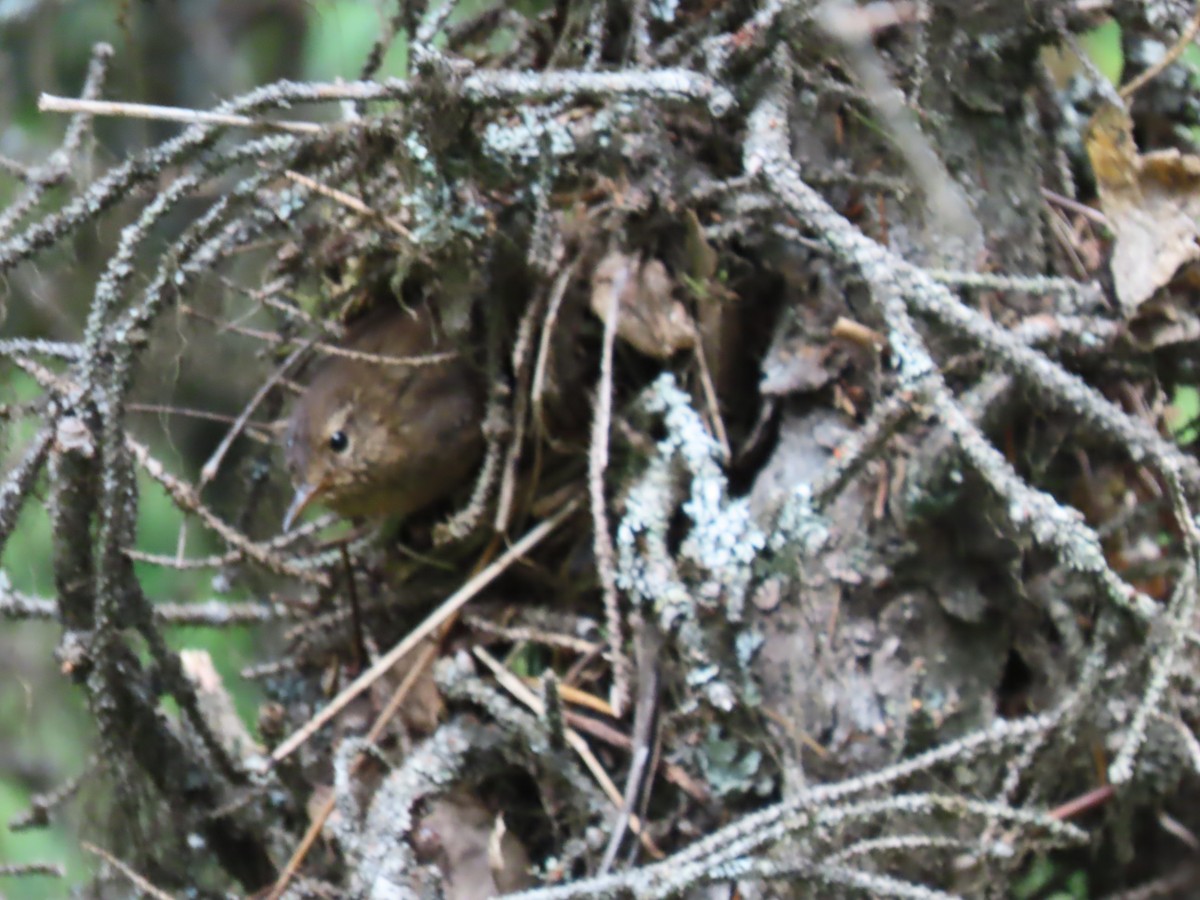 Pacific Wren - ML461986771