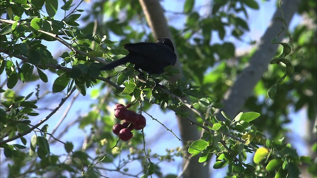 Cuban Blackbird - ML461987