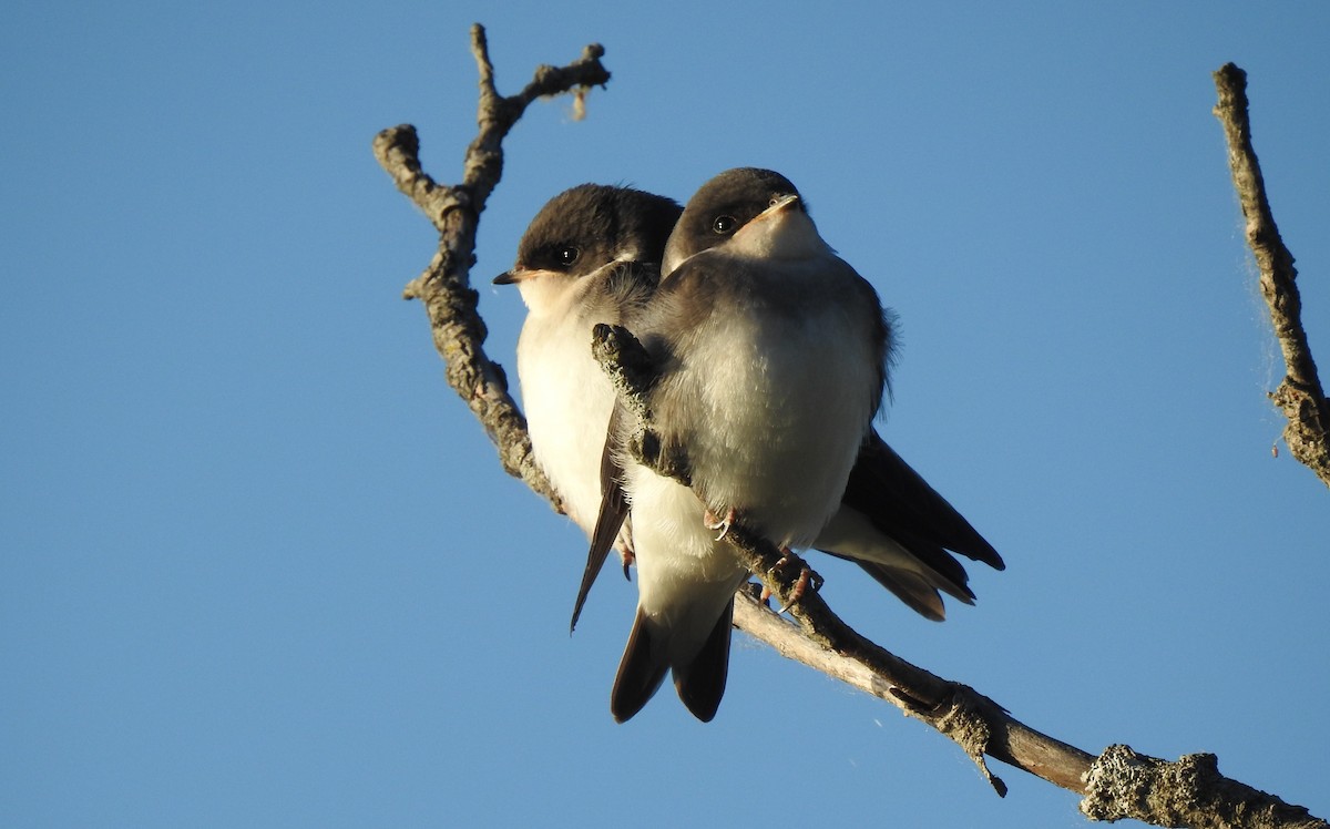 Tree Swallow - ML461987181