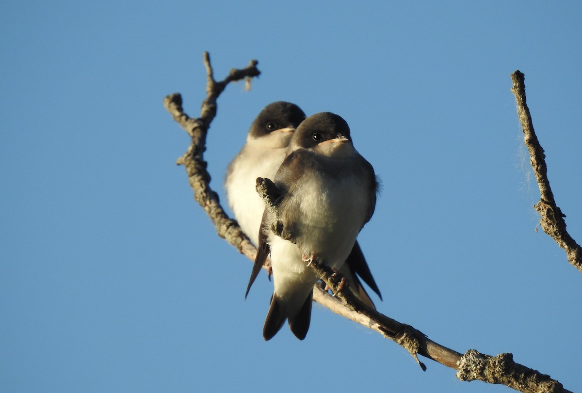 Tree Swallow - ML461987301