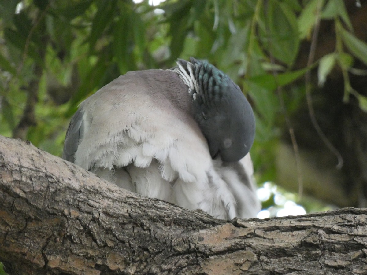 Common Wood-Pigeon (White-necked) - ML461987711