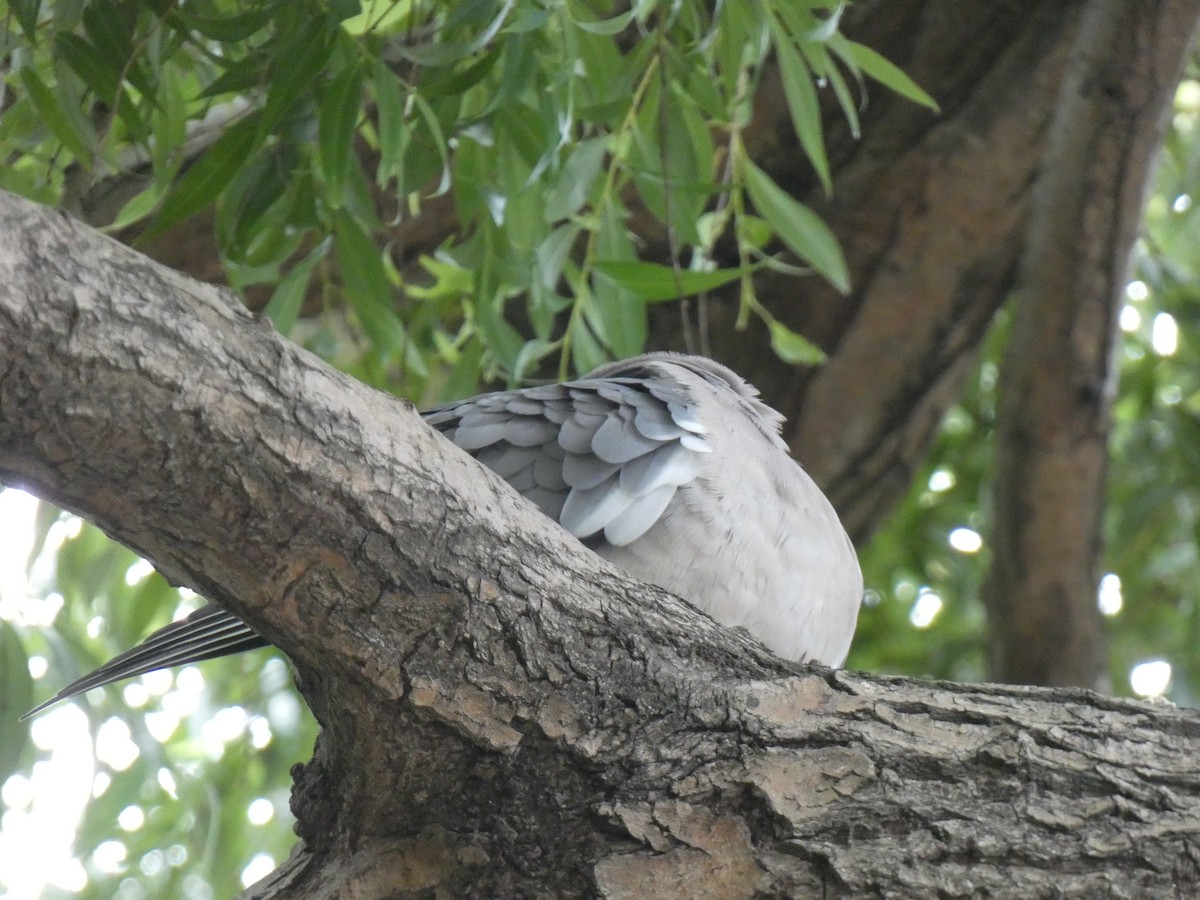Common Wood-Pigeon (White-necked) - ML461987731