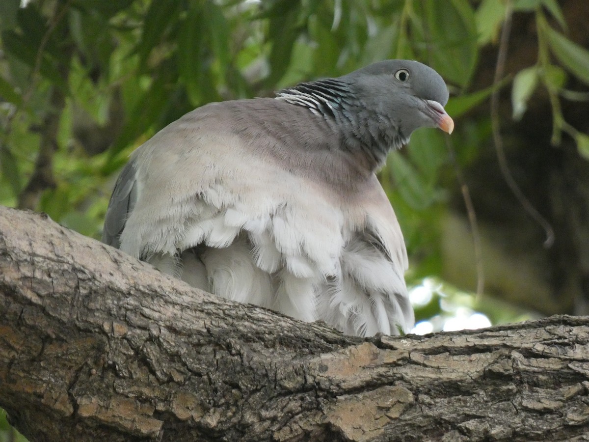 Common Wood-Pigeon (White-necked) - ML461987751