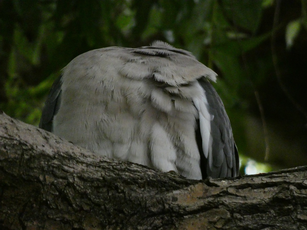Common Wood-Pigeon (White-necked) - ML461987761