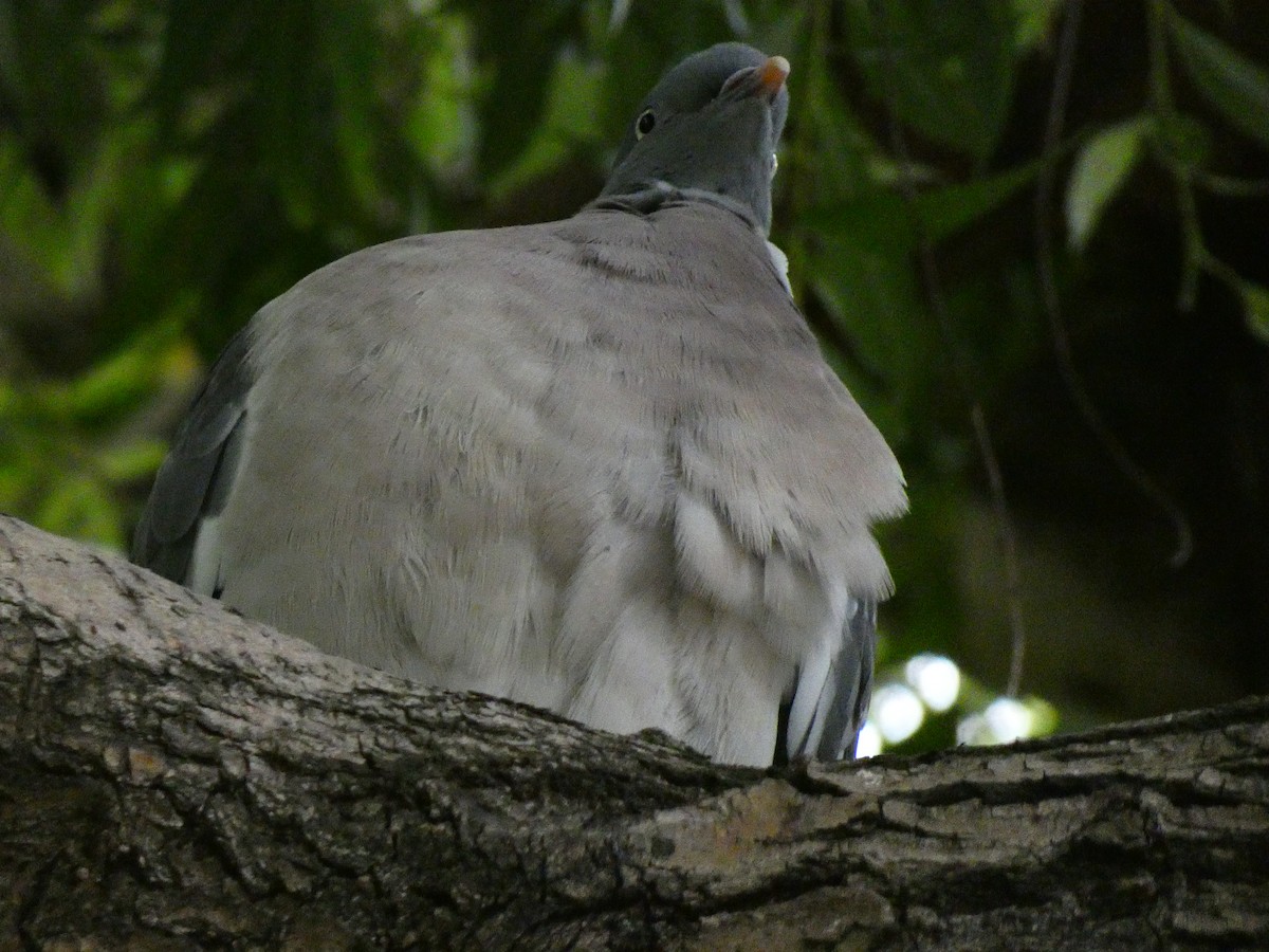 Common Wood-Pigeon (White-necked) - ML461987771