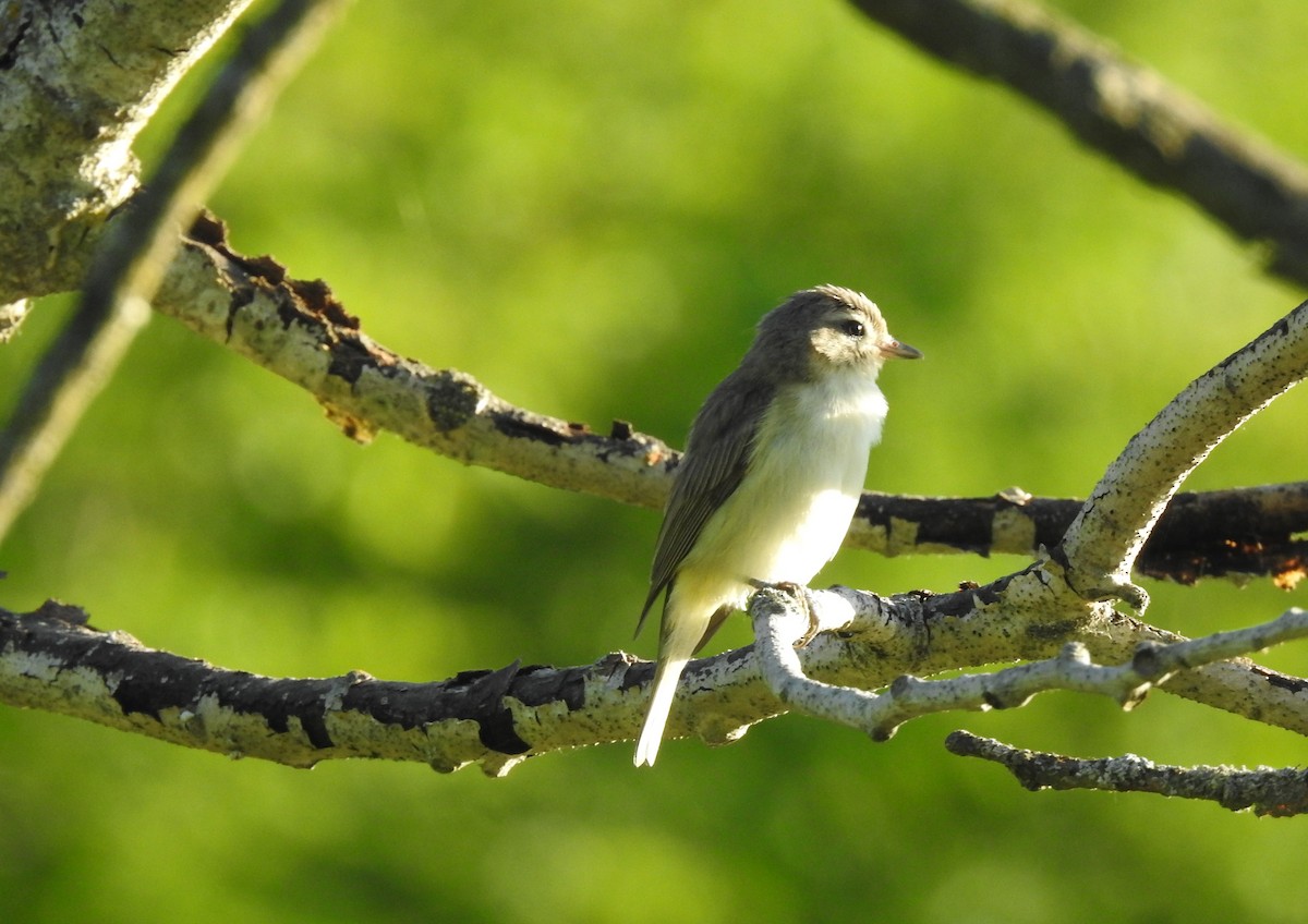 Eastern Warbling Vireo - ML461988121