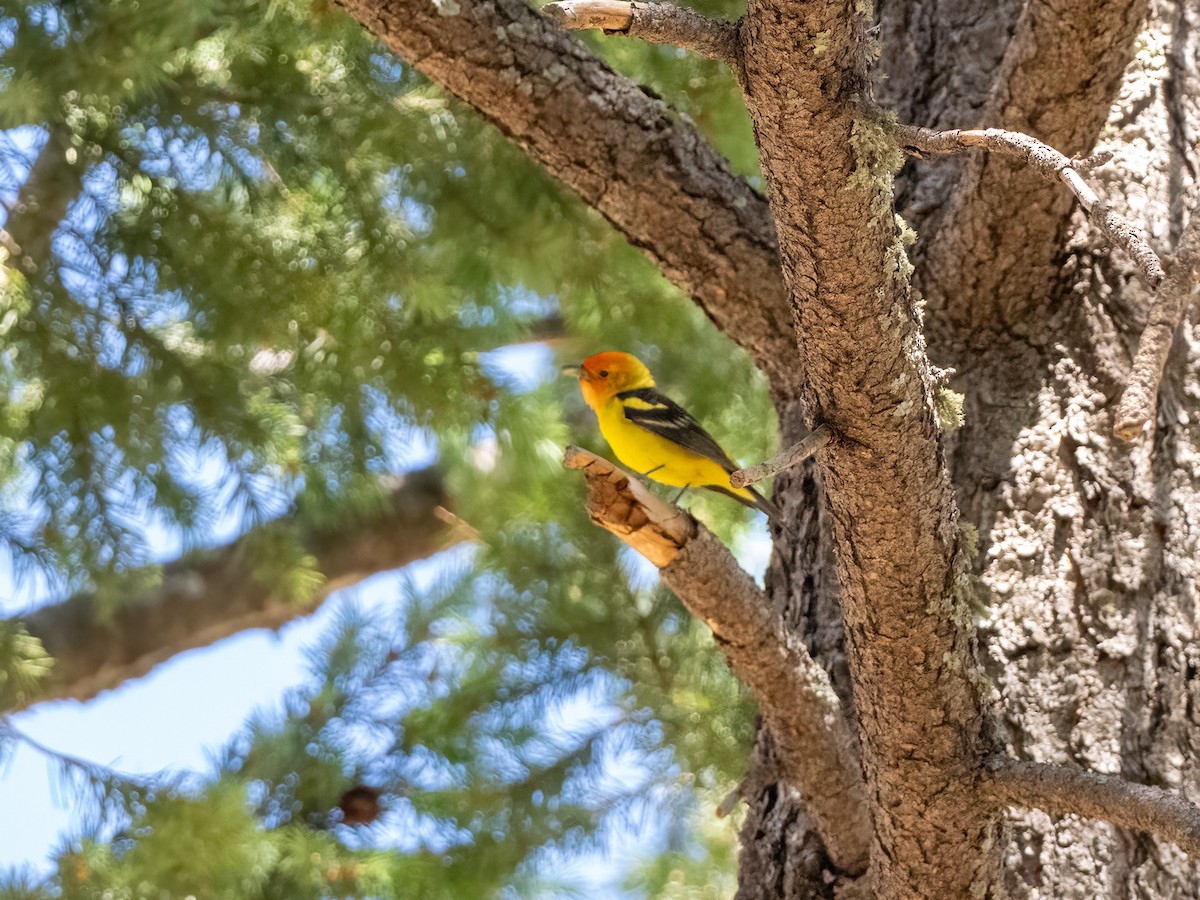 Western Tanager - ML461988421