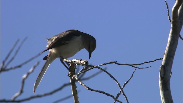 Northern Mockingbird - ML461989