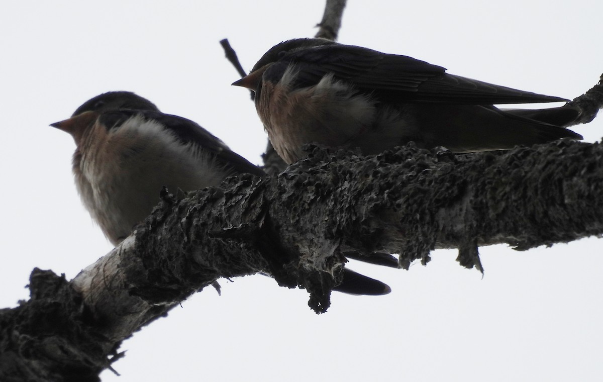 Barn Swallow - Joseph Krupitza