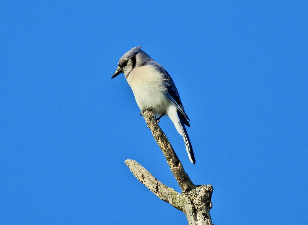 Blue Jay - ML461989231