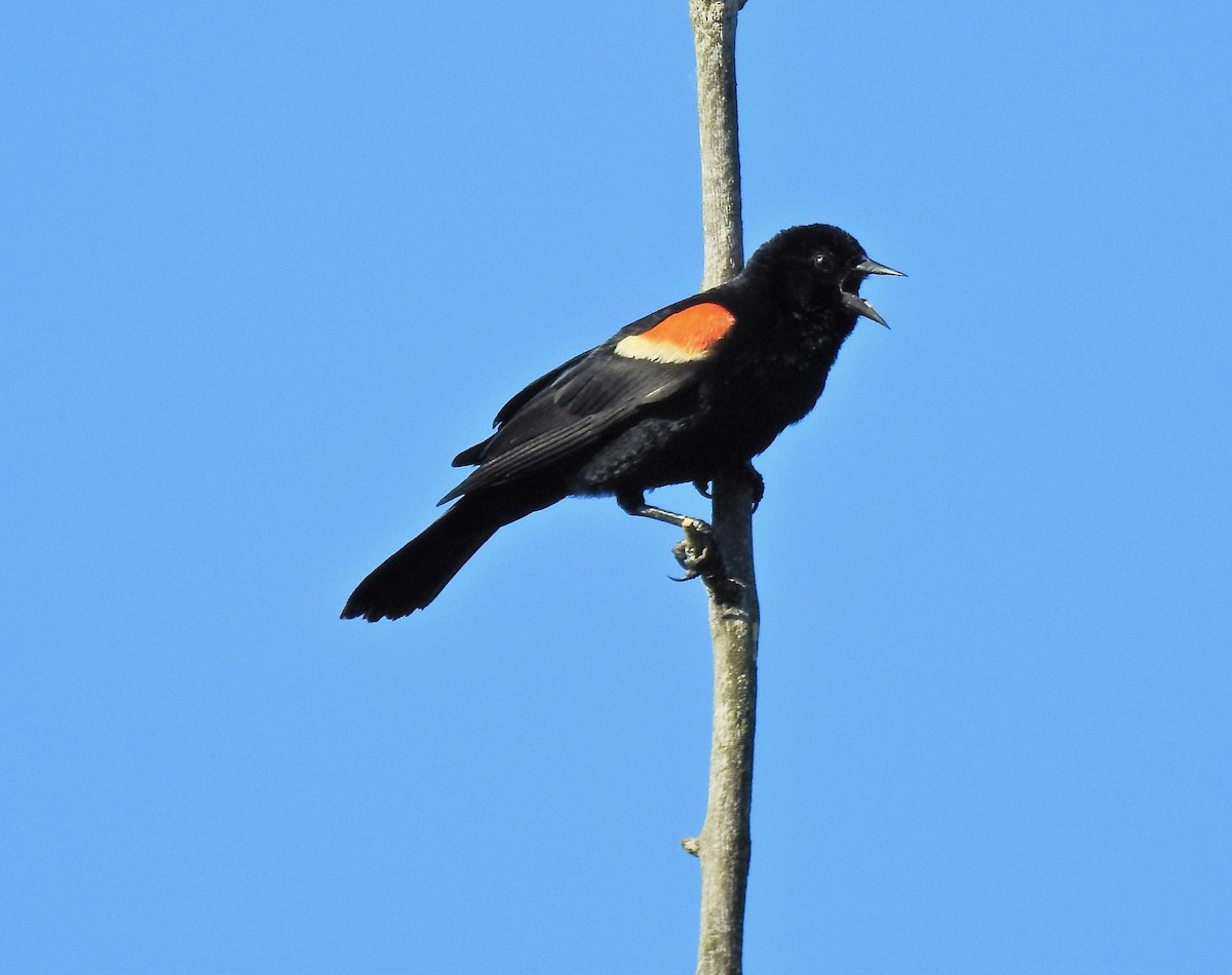 Red-winged Blackbird - ML461989311