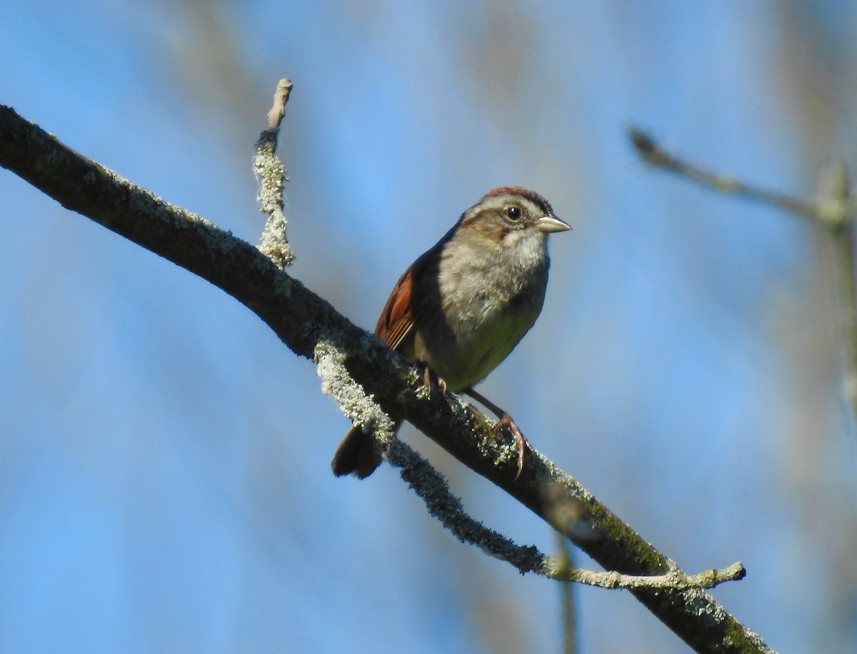 Swamp Sparrow - ML461989341