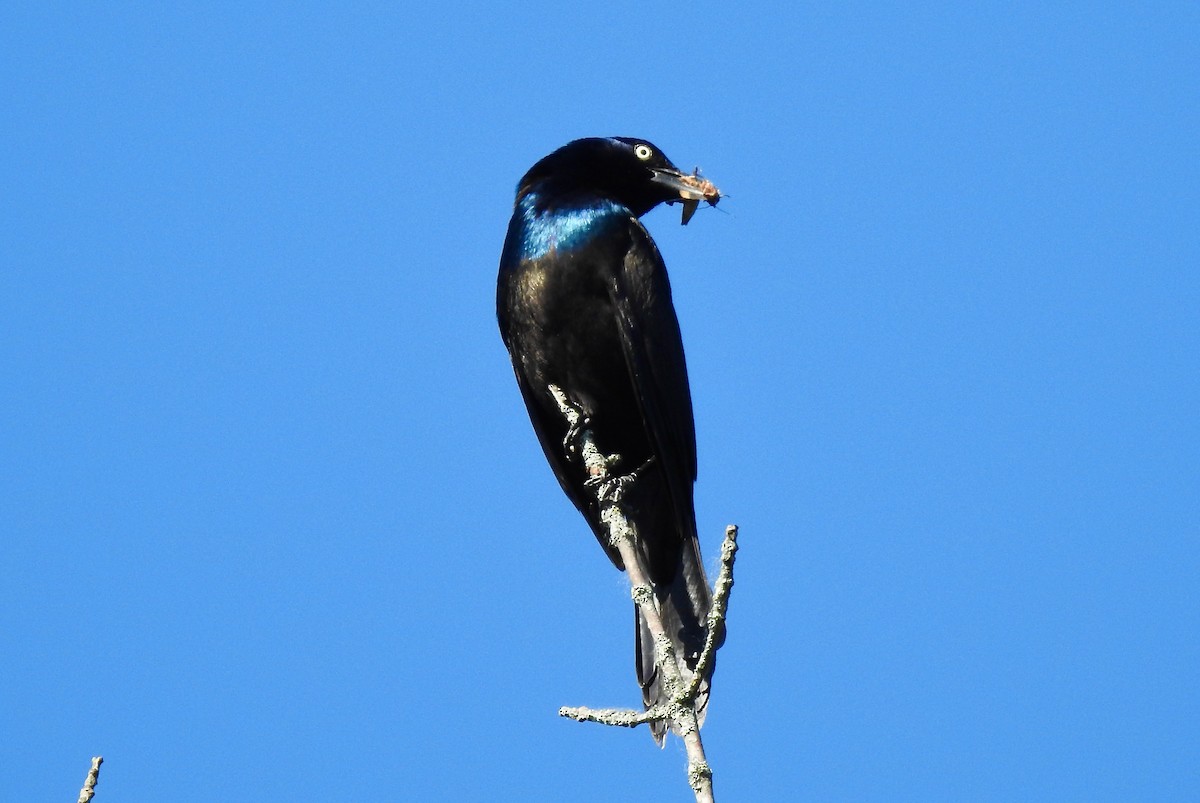 Common Grackle - ML461989361
