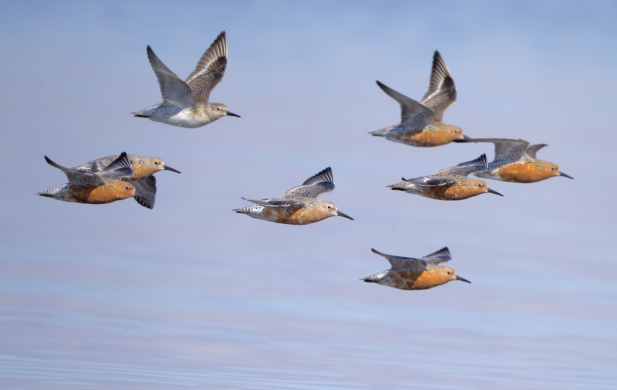 Red Knot - ML461989441