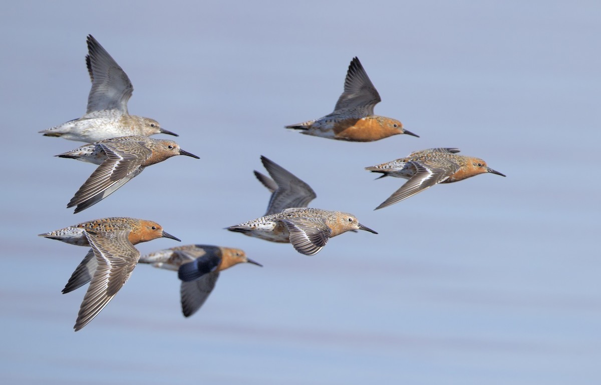 Red Knot - Mark Chappell