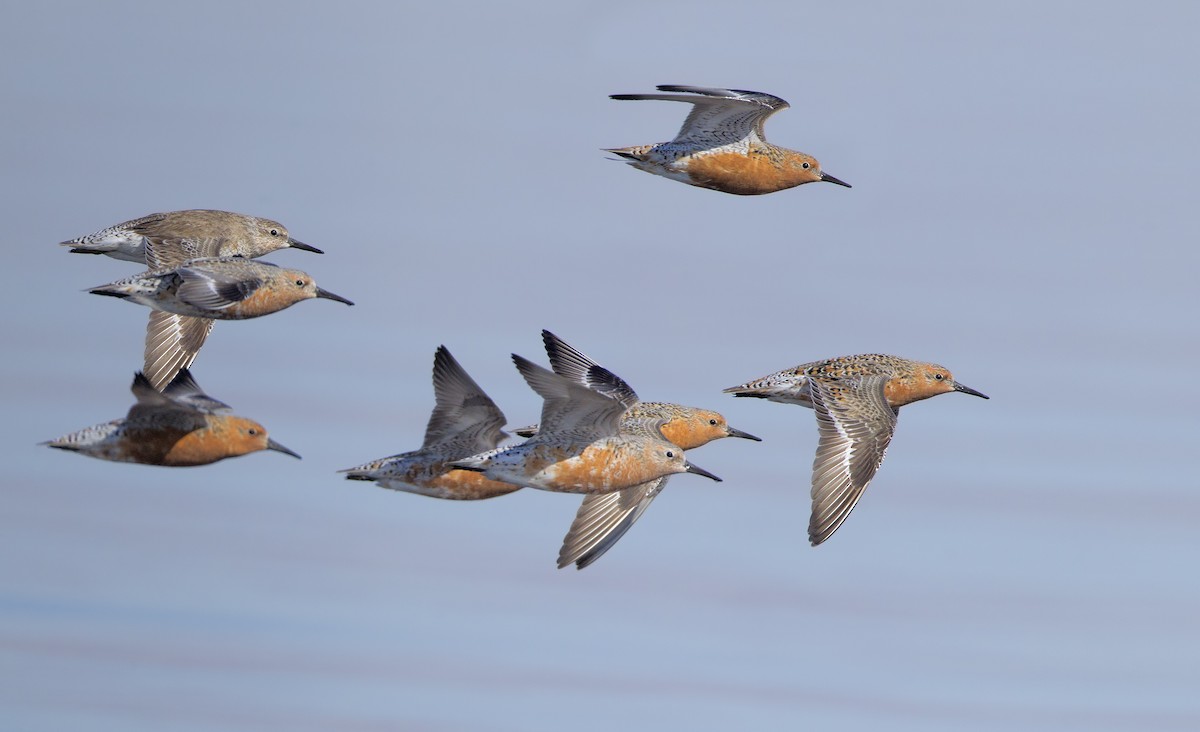 Red Knot - ML461989461