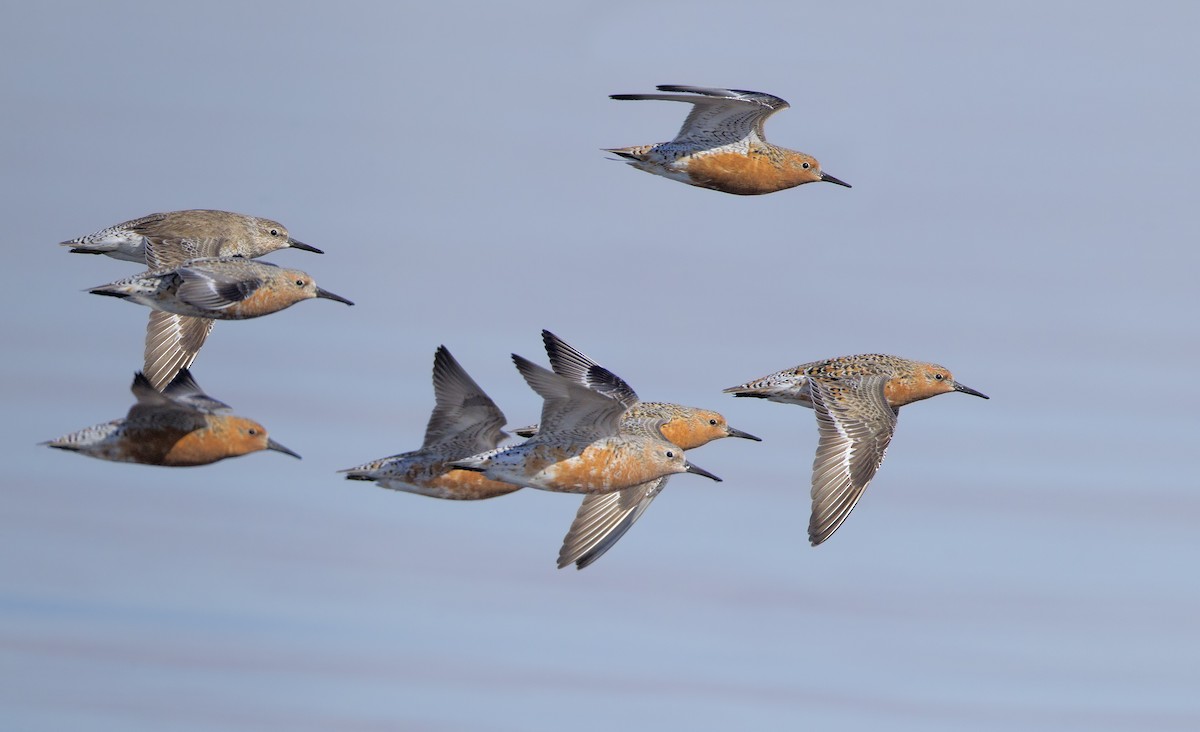 Red Knot - Mark Chappell