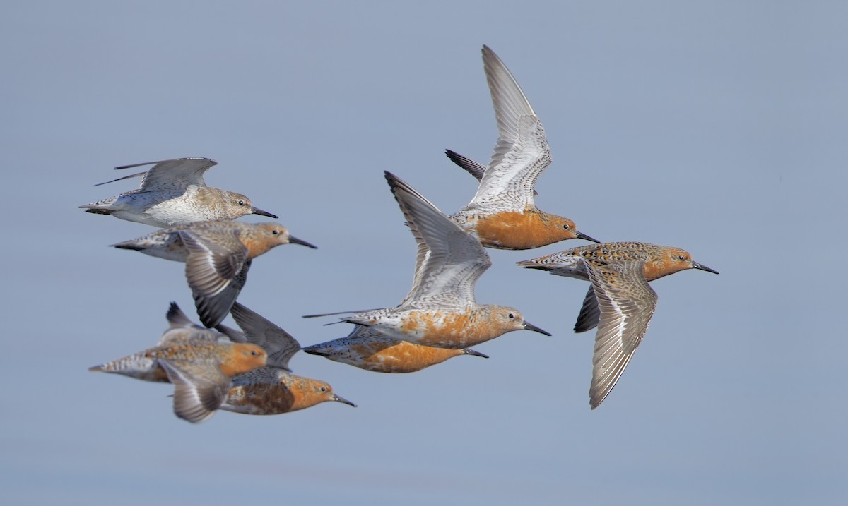 Red Knot - ML461989471