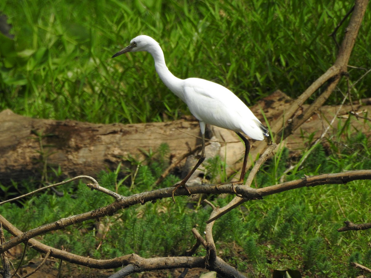 Little Blue Heron - ML461989661