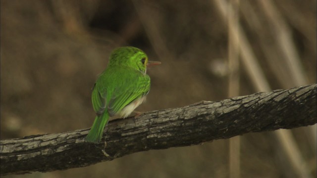 Cuban Tody - ML461990