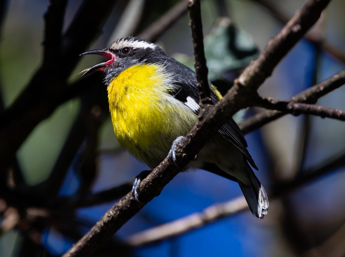 Bananaquit - jose santiago