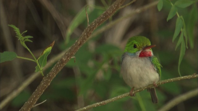 Cuban Tody - ML461991