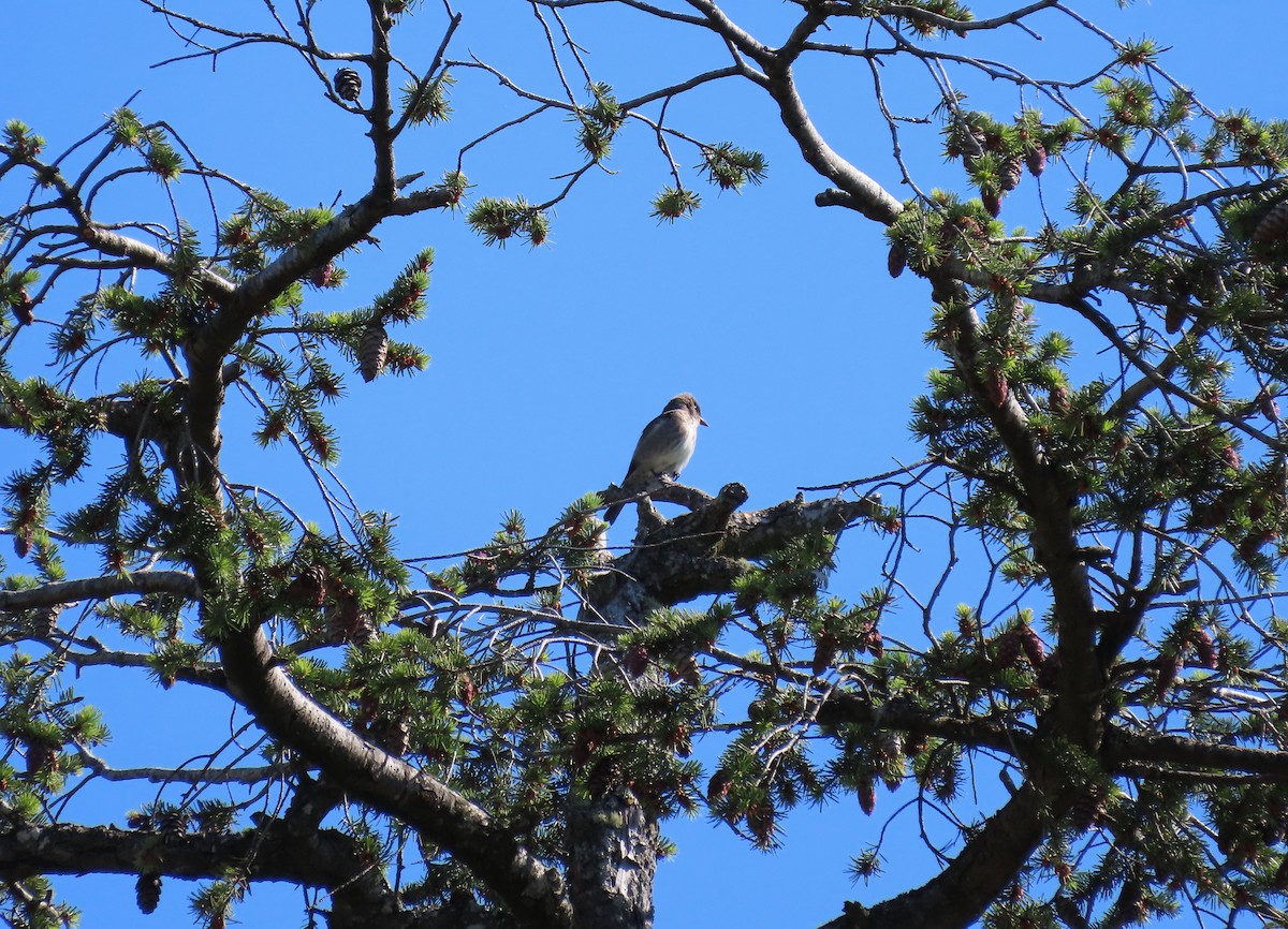 Olive-sided Flycatcher - ML461991051