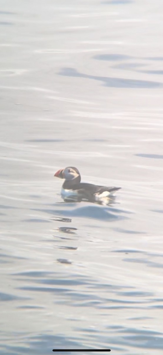 Atlantic Puffin - ML461991481