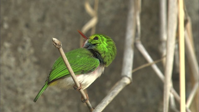 Cuban Tody - ML461992