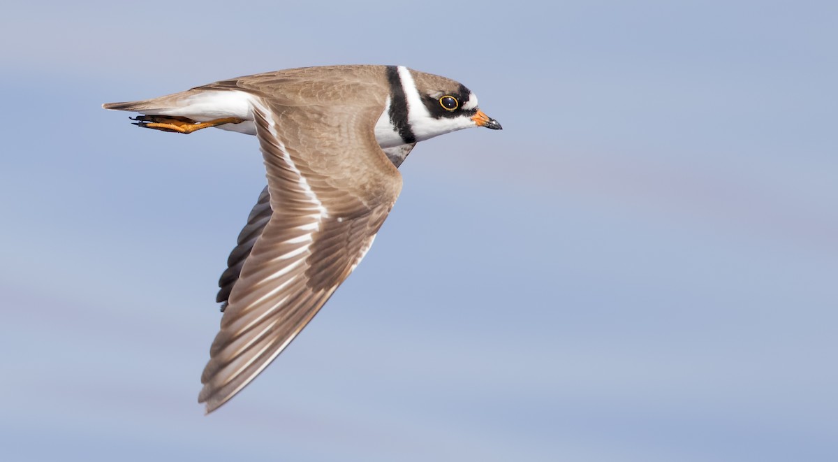 Semipalmated Plover - ML461992101