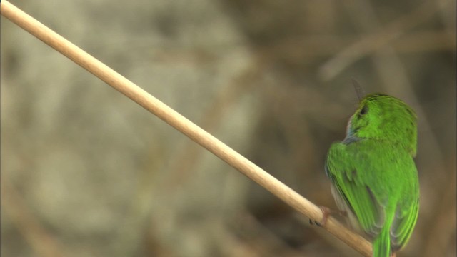 Cuban Tody - ML461993