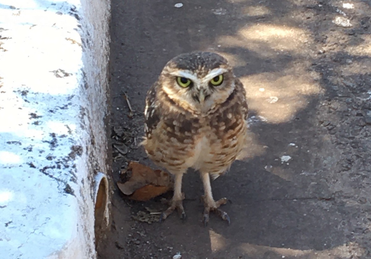 Burrowing Owl - ML461993211