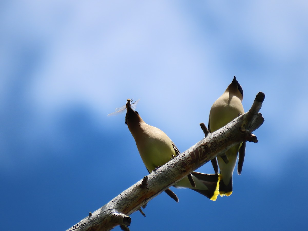 Cedar Waxwing - Steve Gniadek