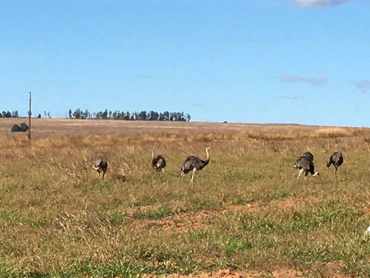 Greater Rhea - ML461993711